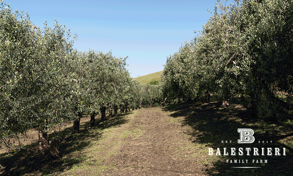 Slideshow of photos of the Balestrieri Farms venue